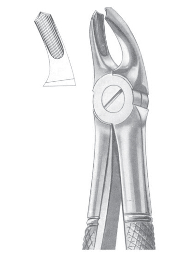 Fig. 39A upper molars for children