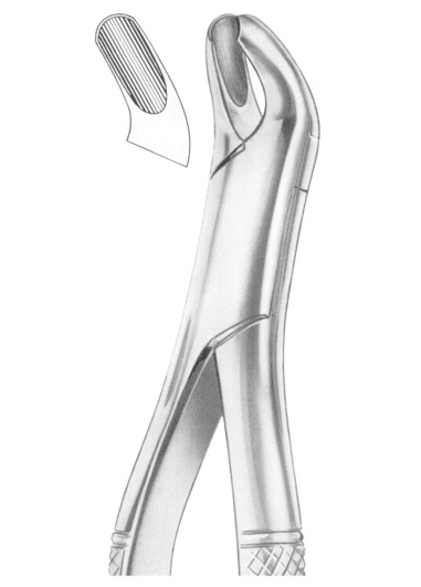 HARRIS Fig. 18L upper molars left