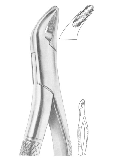 Fig. 62 incisors, premolars, deciduous teeth