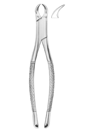 Fig. 350/23S lower molars