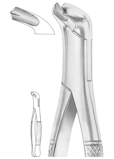 lower molars