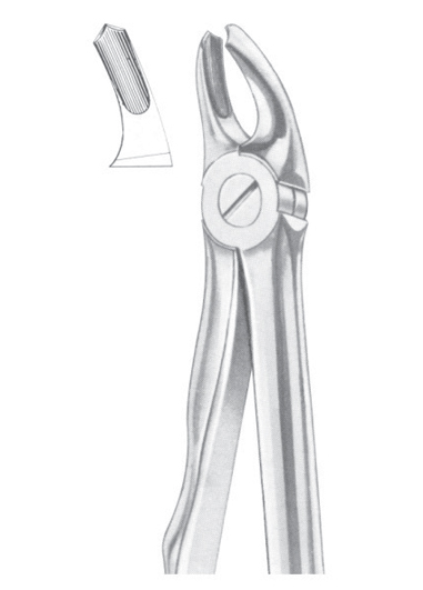 Fig. 39A upper molars for children