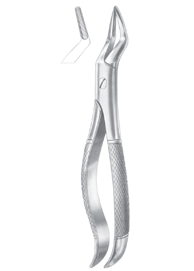 Fig. 101 upper premolers and roots