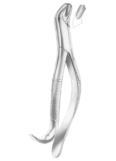 HARRIS Fig. 18R upper molars right