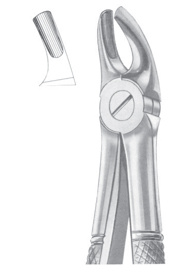 Fig. 39 upper molars for children