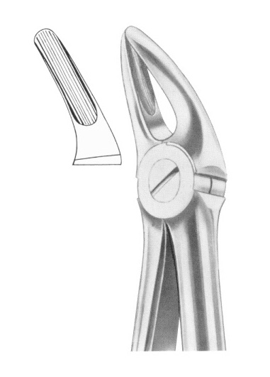 Fig. 136 upper premolars and roots