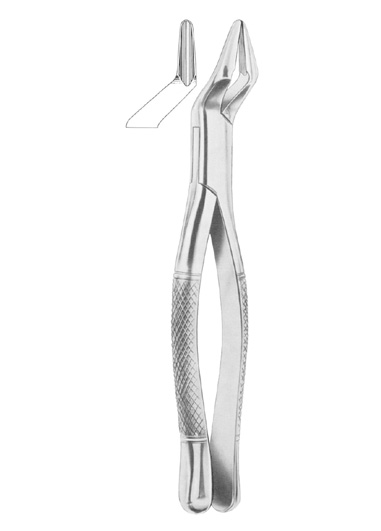 PARMLY Fig. 32 upper premolars and molars