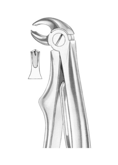 KLEIN (Fig. 222) lower molars