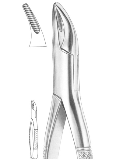 Fig. 2 upper and lower roots