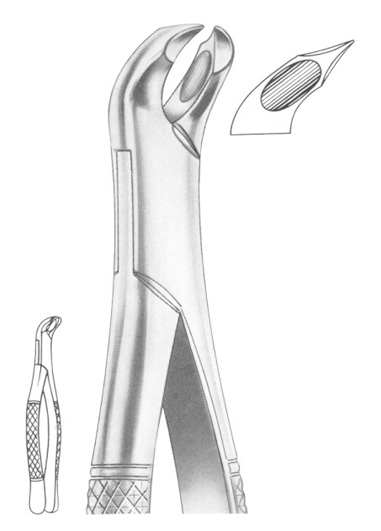 WOODWARD Fig. 335/FS lower molars