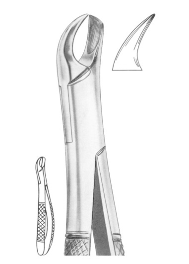 Fig. 340/89 upper molars right